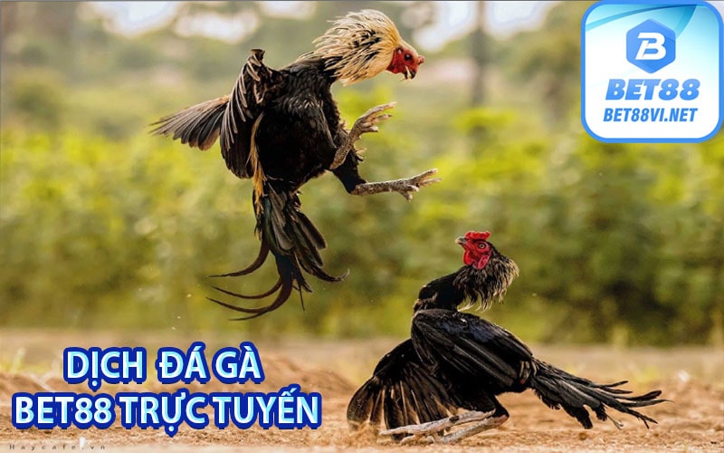 Dịch  Đá gà bet88 trực tuyến