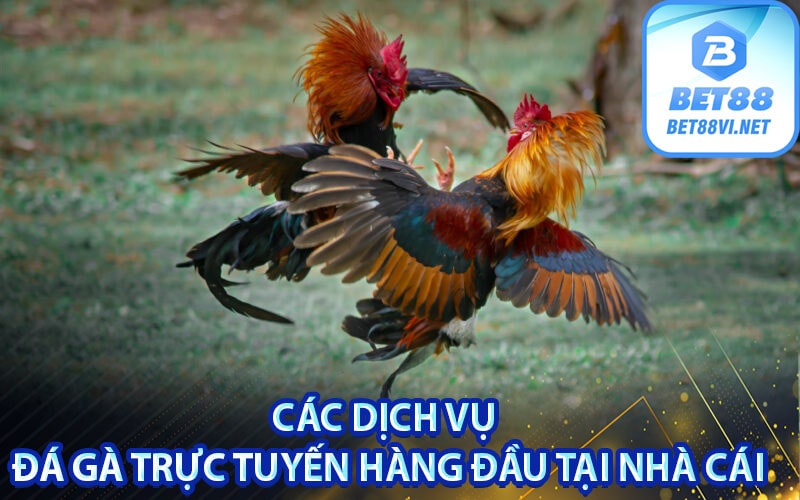 Các dịch vụ đá gà trực tuyến hàng đầu tại nhà cái