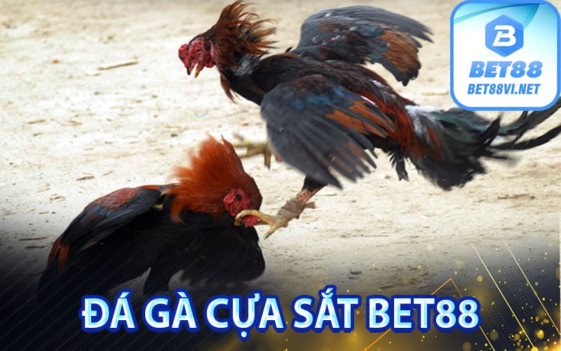 Đá gà cựa sắt bet88