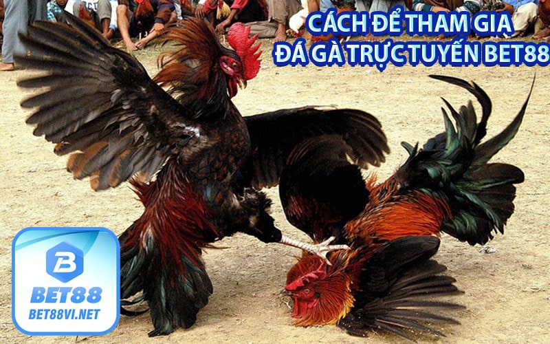 Cách để tham gia đá gà trực tuyến bet88